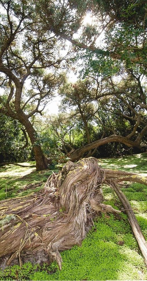 Hotel Stella Del Sud カラゼッタ エクステリア 写真